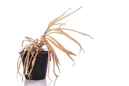 Yellow dead plant (Pandanus) in potted. Studio shot isolated on white background